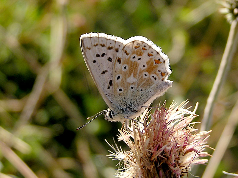 Polyommatus coridon